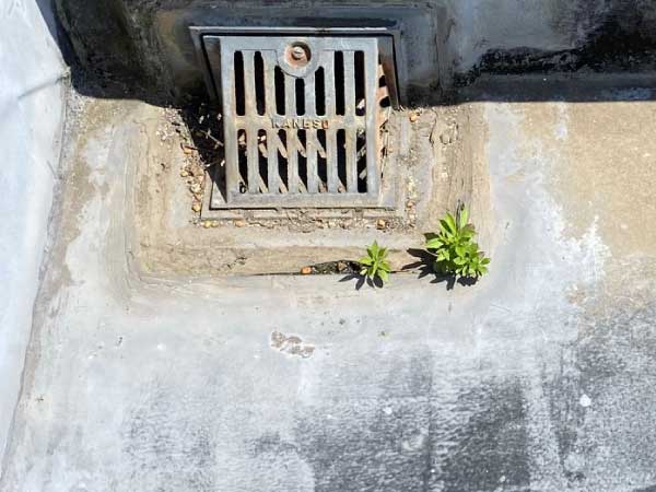 防水工事防水ひび割れからの雑草